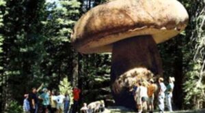 Remembering the giant mushrooms that once ruled the earth