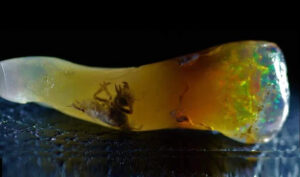 Fossilized Insect Discovered Not in Amber, But in Opal