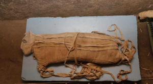 Rare Lion Cub Mummies Revealed in The Latest Treasure Haul at Egypt’s Saqqara