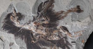 130-Million-Year Old Proteins Still Present in Dinosaur-Age Fossil