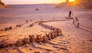 In the middle of Egypt’s desert, there is a Valley of Whales which is millions of years old