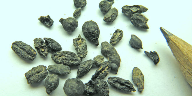 1500-year-old Byzantine grape seeds discovered in Israel