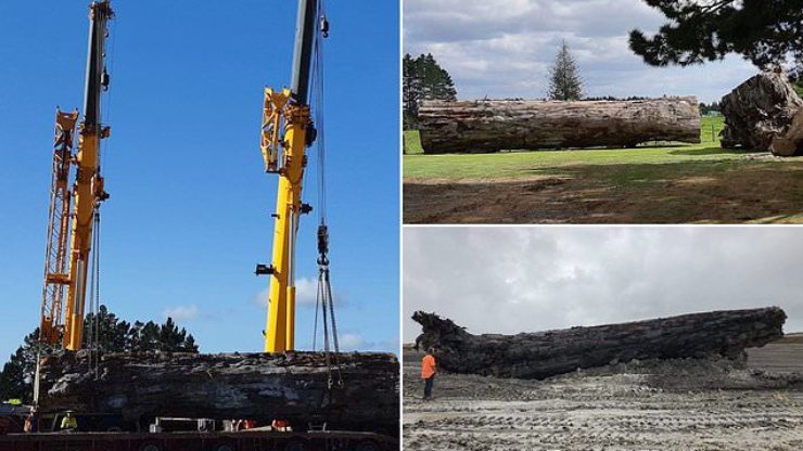 A 40,000-year-old log has been discovered in a New Zealand wetland